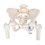 Becken-Skelett Modell weiblich mit Oberschenkelstümpfen / Bild 1