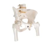 Becken-Skelett Modell weiblich mit Oberschenkelstümpfen / Bild 2