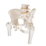 Becken-Skelett Modell weiblich mit Oberschenkelstümpfen / Bild 5