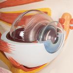 Auge 5-fache Grösse 12 teilig - 3B Smart Anatomy / Bild 7