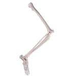 Beinskelett Modell mit Fuss - 3B Smart Anatomy / Bild 2