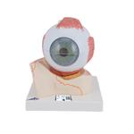 Auge 5-fache Grösse 7-teilig - 3B Smart Anatomy / Bild 1