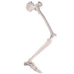 Beinskelett Modell mit Hüftknochen - 3B Smart Anatomy / Bild 1