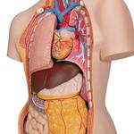Torso Modell geschlechtslos mit geöffnetem Rücken / Bild 4