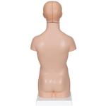 Mini-Torso,12-teilig - 3B Smart Anatomy / Bild 2