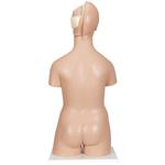 Torso Zweigeschlechtiger 20 teilig - 3B Smart Anatomy / Bild 2