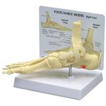 Fuss und Knöchel Knochenmodell mit Plantarfasziitis / Bild 2