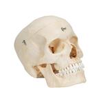Schädel Modell mit median-sagittalen Schnitten 6-teilig / Bild 2