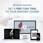 Arterie und Vene Modell, 3B Smart Anatomy / Bild 10