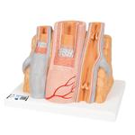 Arterie und Vene Modell, 3B Smart Anatomy / Bild 1