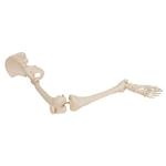 Beinskelett Modell mit Hüftknochen - 3B Smart Anatomy / Bild 5