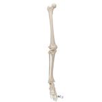 Beinskelett Modell mit Fuss - 3B Smart Anatomy / Bild 1