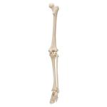 Beinskelett Modell mit Fuss - 3B Smart Anatomy / Bild 4