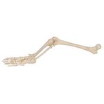 Beinskelett Modell mit Fuss - 3B Smart Anatomy / Bild 8