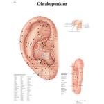 Lehrtafel - Ohrakupunktur Laminiert / Bild 1