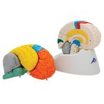 Gehirnmodell Funktionales Menschliches 8-teilig / Bild 5