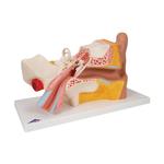 Ohr 3- fache Grösse 4- teilig - 3B Smart Anatomy / Bild 2