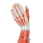 Armmuskel Modell 6-teilig - 3B Smart Anatomy / Bild 7
