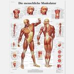 Lehrtafel - Die menschliche Muskulatur / Bild 1
