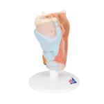 Kehlkopfmodell 2-teilig - 3B Smart Anatomy / Bild 6