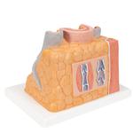 Arterie und Vene Modell, 3B Smart Anatomy / Bild 4