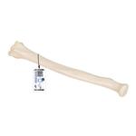 Speichenknochen Modell - 3B Smart Anatomy / Bild 4