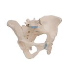 Becken-Skelett weiblich - 3B Smart Anatomy / Bild 2