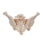 Becken-Skelett weiblich - 3B Smart Anatomy / Bild 4