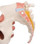 Becken-Skelett weiblich - 3B Smart Anatomy / Bild 6