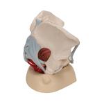Weibliches Becken Modell 4-teilig - 3B Smart Anatomy / Bild 3