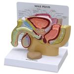 Becken männlich Modell mit Prostata / Bild 1