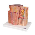 Niere Modell 3B MICROanatomy™ 3B Smart Anatomy / Bild 7