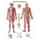 Lehrtafel - Das Nervensystem / Bild 1