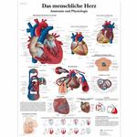 Das menschliche Herz - Poster / Bild 1