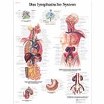 Lehrtafel - Das Lymphatische System / Bild 1