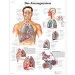 Lehrtafel - Das Atmungssystem / Bild 1