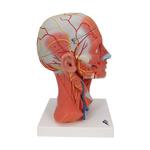 Kopfmodell mit Muskulatur Nerven & Gefässen inkl. Gehirn / Bild 2