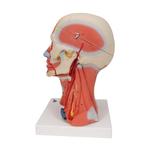 Kopfmodell mit Muskulatur Nerven & Gefässen inkl. Gehirn / Bild 4