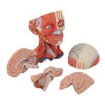 Kopfmodell mit Muskulatur Nerven & Gefässen inkl. Gehirn / Bild 5
