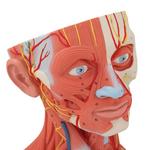 Kopfmodell mit Muskulatur Nerven & Gefässen inkl. Gehirn / Bild 6