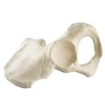 Becken männlich, Pelvis, links, ORTHObones Standard / Bild 5