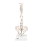 Mini Anatomie Modell Menschliche Wirbelsäule beweglich / Bild 1