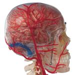 Schädel Modell transparent und didaktisch aufbereitet / Bild 3