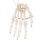 Handskelett auf Draht gezogen - 3B Smart Anatomy / Bild 3