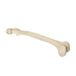 Femur  links, 3B Scientific® ORTHObones Premium  / Bild 1