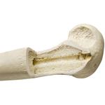 Schienbein (Tibia) links, ORTHObones Premium  / Bild 2