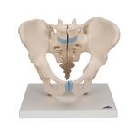 Männliches Becken Modell 3- teilig 3B Smart Anatomy / Bild 1