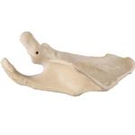 Schulterblatt links, 3B Scientific® ORTHObones  / Bild 2