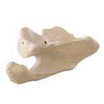 Schulterblatt links, 3B Scientific® ORTHObones  / Bild 3