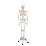 Skelett Phil, Physiologisch / Bild 7